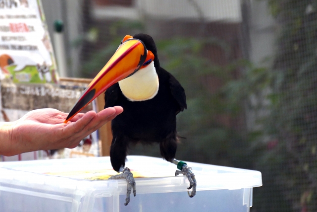 掛川花鳥園の入園料を割引クーポンでお得にする方法！コンビニ前売り券やJAF優待を解説