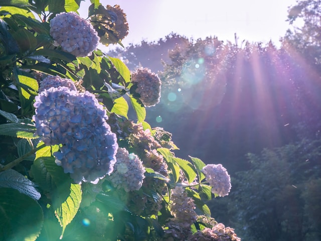 浜松市内で紫陽花を楽しめる名所
