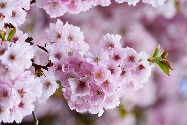 浜松城の桜